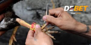 Đá gà cựa dao Debet