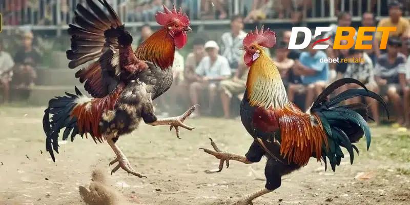 Hình thức đá gà tại DEBET